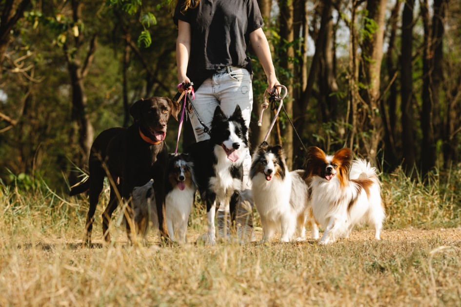 A way to DIY obedience educates your canine