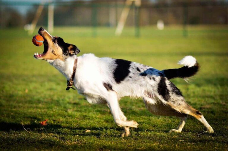 Best Methods to Exercise with My Puppy