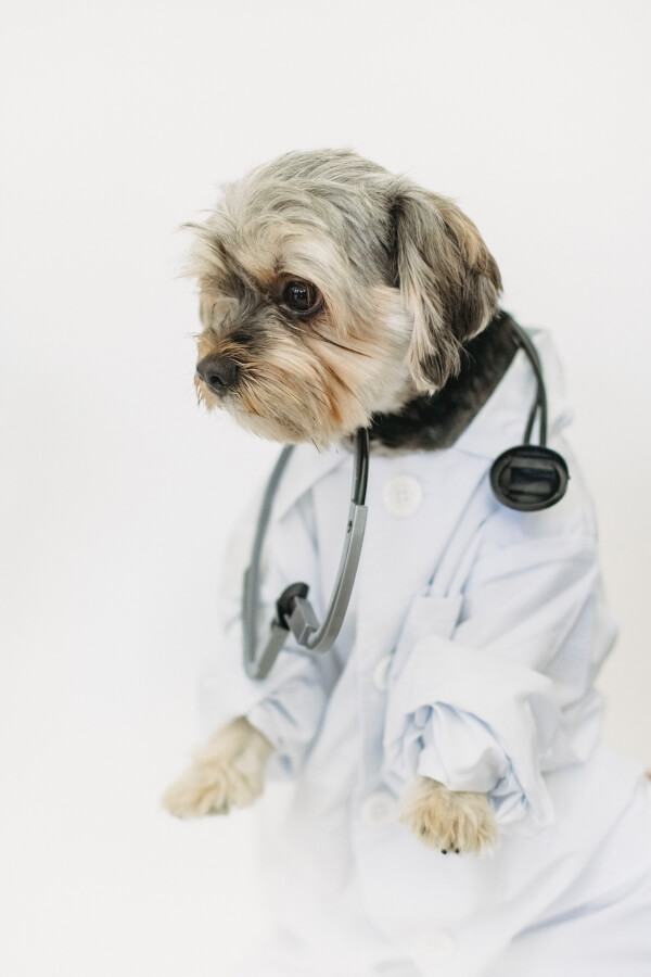 How to Stop Your Dog from Fearing the Veterinarian How to Stop Your Dog from Fearing the Veterinarian