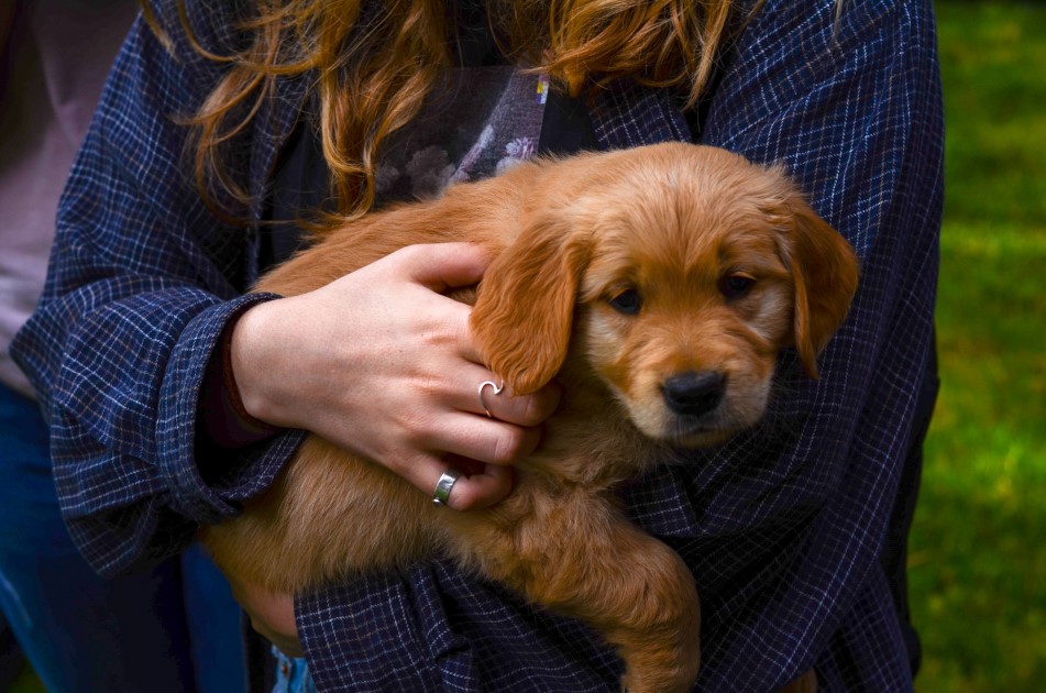 How to look after a Puppy