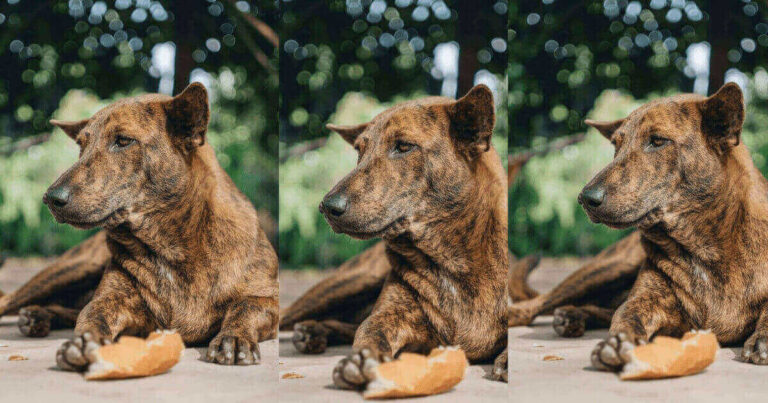 Are Dogs Eat Cornbread? is it good or not