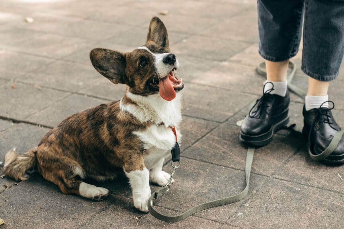 Train for the Puppy to Sit and Stay