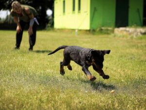 How to Train a New Puppy: A Comprehensive Guide