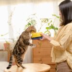 Why Choosing the Right Cat Food Matters: Tips for Cat Owners