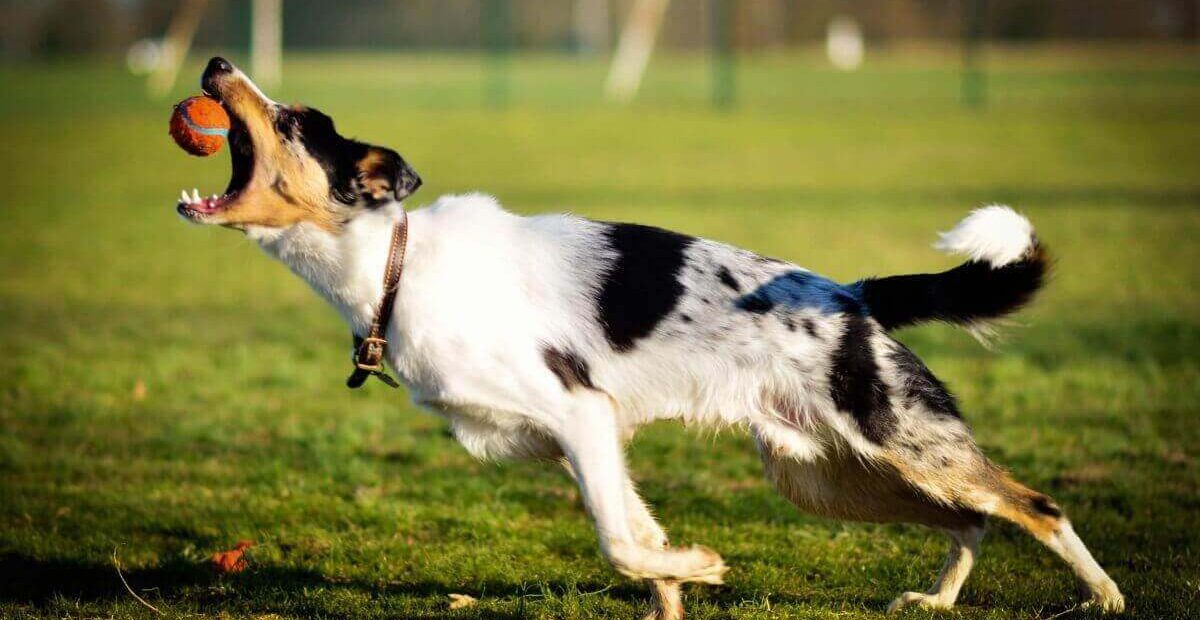 Best Methods to Exercise with My Puppy
