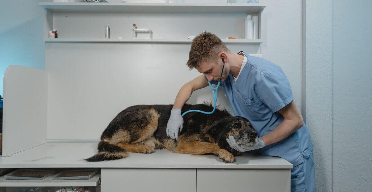 How to Stop Your Dog from Fearing the Veterinarian