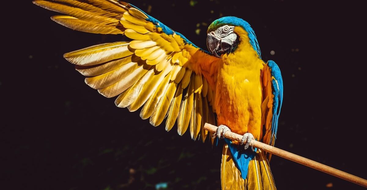 How to Train Your Bird Better Friendly