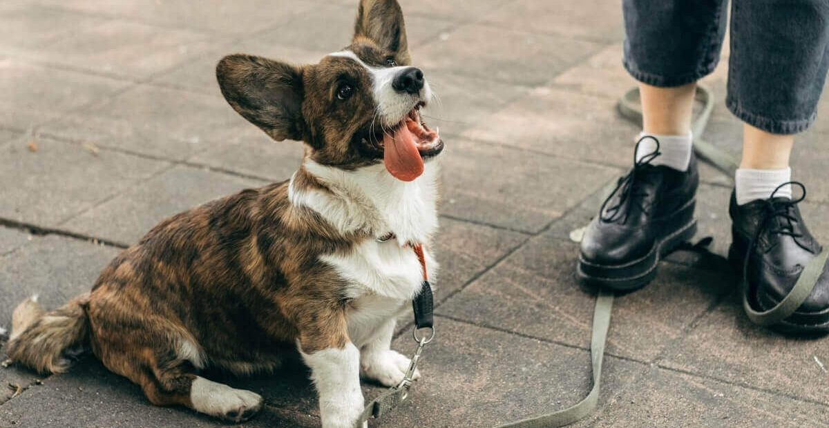 Train for the Puppy to Sit and Stay