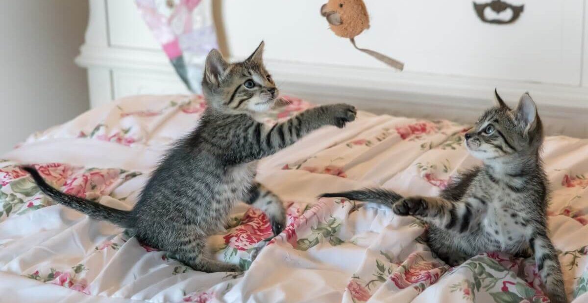 The Common Behaviors of Cats