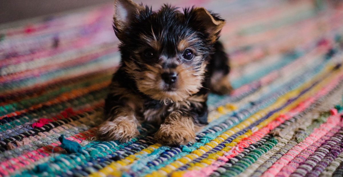 Puppy Chews on All